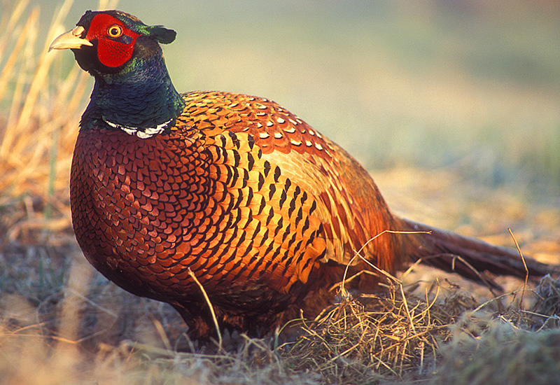 Pheasant Hunting Gear | The Blog of the 1800GunsAndAmmo Store